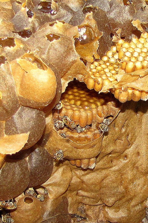 Melipona: Stingless American Bees