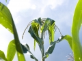 Zapatista corn growing strong