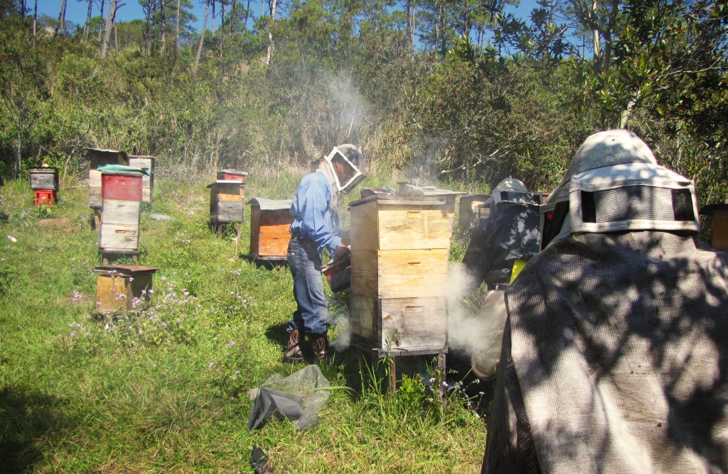 Zapatista beekepers