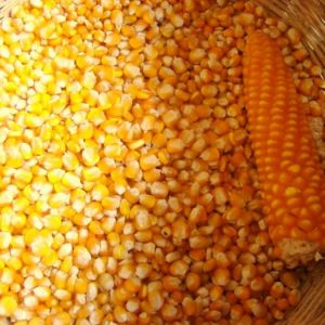 Zapatista corn