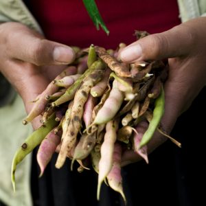 Harvesting beans
