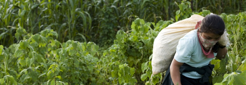 Zapatista woman harvesting
