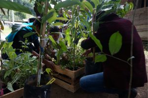 Students check plants