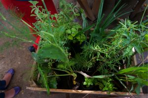 A crate of donated plants