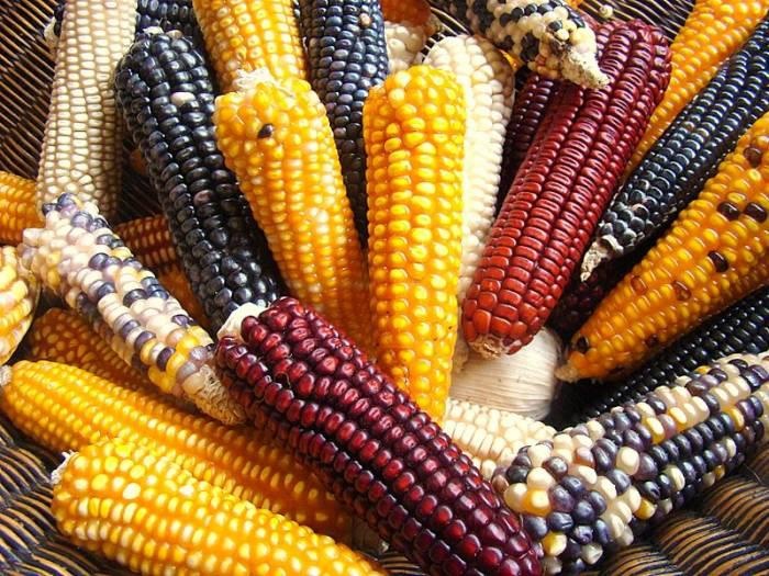 Zapatista GMO-free corn in Chiapas, Mexico